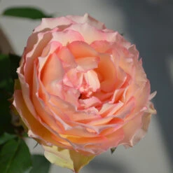 Euphoria® Rose Shrub -Lanscapes Store EUphoria Rose Tree 2