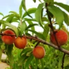 Early White Giant Peach Tree -Lanscapes Store Early White Giant Peach Tree 350