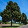 Eastern Red Cedar Tree -Lanscapes Store Eastern Red Cedar 600x600 FGT