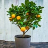 EasyPeel Clementine Tree -Lanscapes Store Easy Peel Clementine FGT 600x600 7715f8b8 7ade 444c b849 5c8b79e452e4