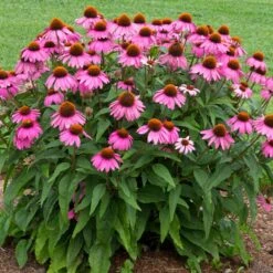 PowWow® Wild Berry Coneflower (Echinacea) -Lanscapes Store Echinacea Pow Wow Wildberry 1