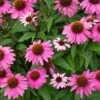 PowWow® Wild Berry Coneflower (Echinacea) -Lanscapes Store Echinacea Pow Wow Wildberry 600x600 80986137 f5bb 49c5 b4c8 9a51315a7b38