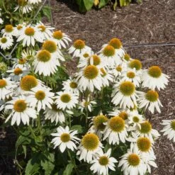 PowWow® White Coneflower (Echinacea) -Lanscapes Store Echinacea PowWow WHite 2