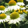 PowWow® White Coneflower (Echinacea) 1 PowWow® White Coneflower (Echinacea) -Lanscapes Store Echinacea PowWow WHite 600x600 4bf42975 0221 4d4c bf26 2b015bfb0f3a