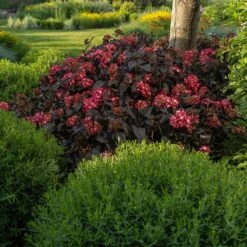 Eclipse® Bigleaf Hydrangea -Lanscapes Store Eclipse Mophead 3