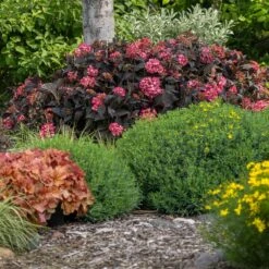 Eclipse® Bigleaf Hydrangea -Lanscapes Store Eclipse Mophead 4