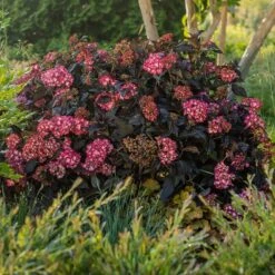 Eclipse® Bigleaf Hydrangea -Lanscapes Store Eclipse Mophead 5