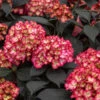 Eclipse® Bigleaf Hydrangea -Lanscapes Store Eclipse Mophead 600x600 66b98e1c 5756 4723 bdbc 1750ee258501