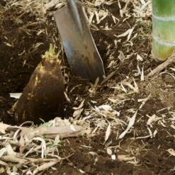 Edible Bamboo Plant -Lanscapes Store Edible Bamboo 5 FGT