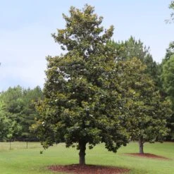 Edith Bogue Magnolia -Lanscapes Store Edith Bogue magnolia 1