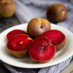 Elephant Heart Plum Tree 8 Elephant Heart Plum Tree -Lanscapes Store Elephant Heart Plum 1