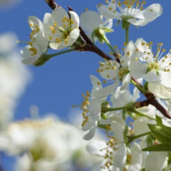 Elephant Heart Plum Tree 9 Elephant Heart Plum Tree -Lanscapes Store Elephant Heart Plum 2