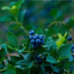 Elliot Blueberry Bush 8 Elliot Blueberry Bush -Lanscapes Store Elliot Blueberry 450 D1