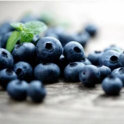 Elliot Blueberry Bush 9 Elliot Blueberry Bush -Lanscapes Store Elliot Blueberry 450 D2