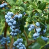 Emerald Blueberry Bush -Lanscapes Store Emerald Blueberries 600x600 ba57f98c e75b 4707 a839 d566b7aa64e7