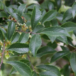 Emerald Flair Elm Tree -Lanscapes Store Emerald Flair 2