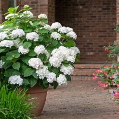 Endless Summer® Blushing Bride Bigleaf Hydrangea Shrub -Lanscapes Store Endless Summer Blushing Bride 3 FGT