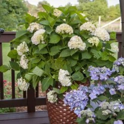 Endless Summer® Blushing Bride Bigleaf Hydrangea Shrub -Lanscapes Store Endless Summer Blushing Bride 5