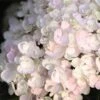 Endless Summer® Blushing Bride Bigleaf Hydrangea Shrub -Lanscapes Store Endless Summer Blushing Bride FGT 600x600 0ebe554a 6f66 4976 a54a 228202945329