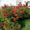 Enduring Summer Crape Myrtle -Lanscapes Store Enduring Summer Crape Myrtle FGT 600x600 5569272d 68f2 4eaa bd4b a315362bff26