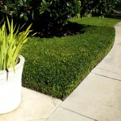 English Boxwood Shrub -Lanscapes Store English Boxwood 2