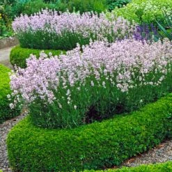 English Boxwood Shrub -Lanscapes Store English Boxwood 4