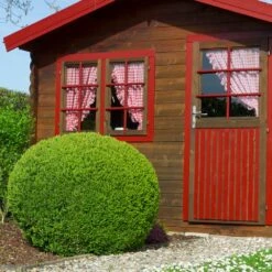 English Boxwood Shrub -Lanscapes Store English Boxwood 6 FGT