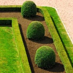 English Boxwood Shrub -Lanscapes Store English Boxwood 7