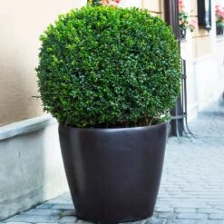 English Boxwood Shrub -Lanscapes Store English Boxwood 9 FGT