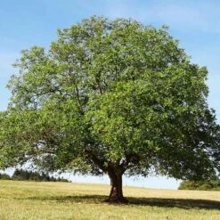 English Walnut Tree -Lanscapes Store English Carpathian Walnut 4 FGT