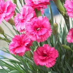 Scent First® Eternity Dianthus Plant 7 Scent First® Eternity Dianthus Plant -Lanscapes Store Eternity Dianthus 2