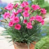 Scent First® Eternity Dianthus Plant -Lanscapes Store Eternity Dianthus 600x600 9a3a8ce8 7f38 480f 88b0 75bdfac7e163