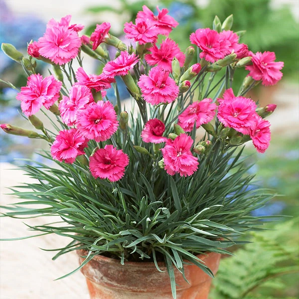 Scent First® Eternity Dianthus Plant 3 Scent First® Eternity Dianthus Plant