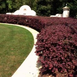 'Ever Red' Loropetalum -Lanscapes Store Ever Red Lorepetalum 3