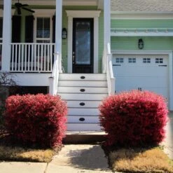 'Ever Red' Loropetalum -Lanscapes Store Ever Red Lorepetalum 4