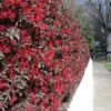 'Ever Red' Loropetalum -Lanscapes Store Ever Red Lorepetalum FGT 600x600 047d9fa6 0bc7 421f be3c da3170e44193