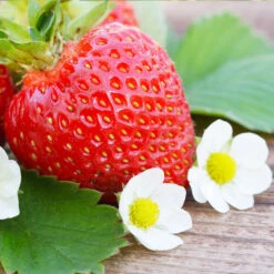 Everbearing Strawberry - USDA Organic -Lanscapes Store Everbearing Strawberry 3 FGT d3338e88 8339 4e56 9059 0189b64ead59