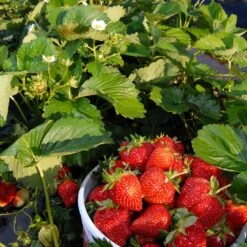 Everbearing Strawberry - USDA Organic -Lanscapes Store Everbearing Strawberry 6 BB e2cd8810 5468 47c9 8adf a7c6a52e097a