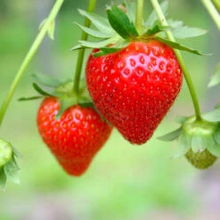 Everbearing Strawberry - USDA Organic -Lanscapes Store Everbearing Strawberry 7 FGT