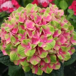 Everlasting® Amethyst Hydrangea Shrub -Lanscapes Store Everlasting Amethyst Hydrangea 2