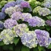 Everlasting® Amethyst Hydrangea Shrub -Lanscapes Store Everlasting Amethyst Hydrangea 3