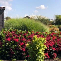 Everlasting® Crimson Ruby Hydrangea Shrub 8 Everlasting® Crimson Ruby Hydrangea Shrub -Lanscapes Store Everlasting Crimson Ruby 1