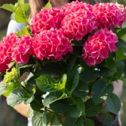 Everlasting® Crimson Ruby Hydrangea Shrub 9 Everlasting® Crimson Ruby Hydrangea Shrub -Lanscapes Store Everlasting Crimson Ruby 4