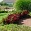 Everlasting® Crimson Ruby Hydrangea Shrub 1 Everlasting® Crimson Ruby Hydrangea Shrub -Lanscapes Store Everlasting Crimson Ruby FGT 600x600 c96daa38 25e0 4479 82e2 43e6cd49daaf