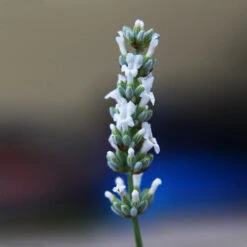 Lavender Exceptional™ 11 Lavender Exceptional™ -Lanscapes Store Exceptional Lavender 2