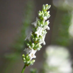 Lavender Exceptional™ 9 Lavender Exceptional™ -Lanscapes Store Exceptional Lavender 5