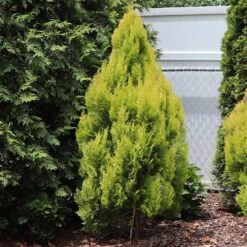 Forever Goldy™ Arborvitae Tree -Lanscapes Store FOrever GOldie 2