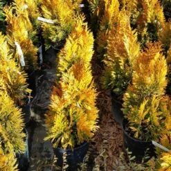 Forever Goldy™ Arborvitae Tree -Lanscapes Store FOrever GOldy 3