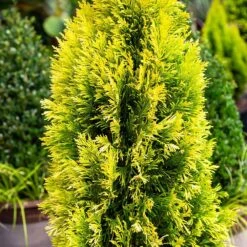 Forever Goldy™ Arborvitae Tree -Lanscapes Store FOrever GOldy 4