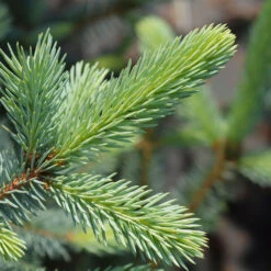 Fat Albert Colorado Blue Spruce 10 Fat Albert Colorado Blue Spruce -Lanscapes Store Fat albert Blue Spruce 2